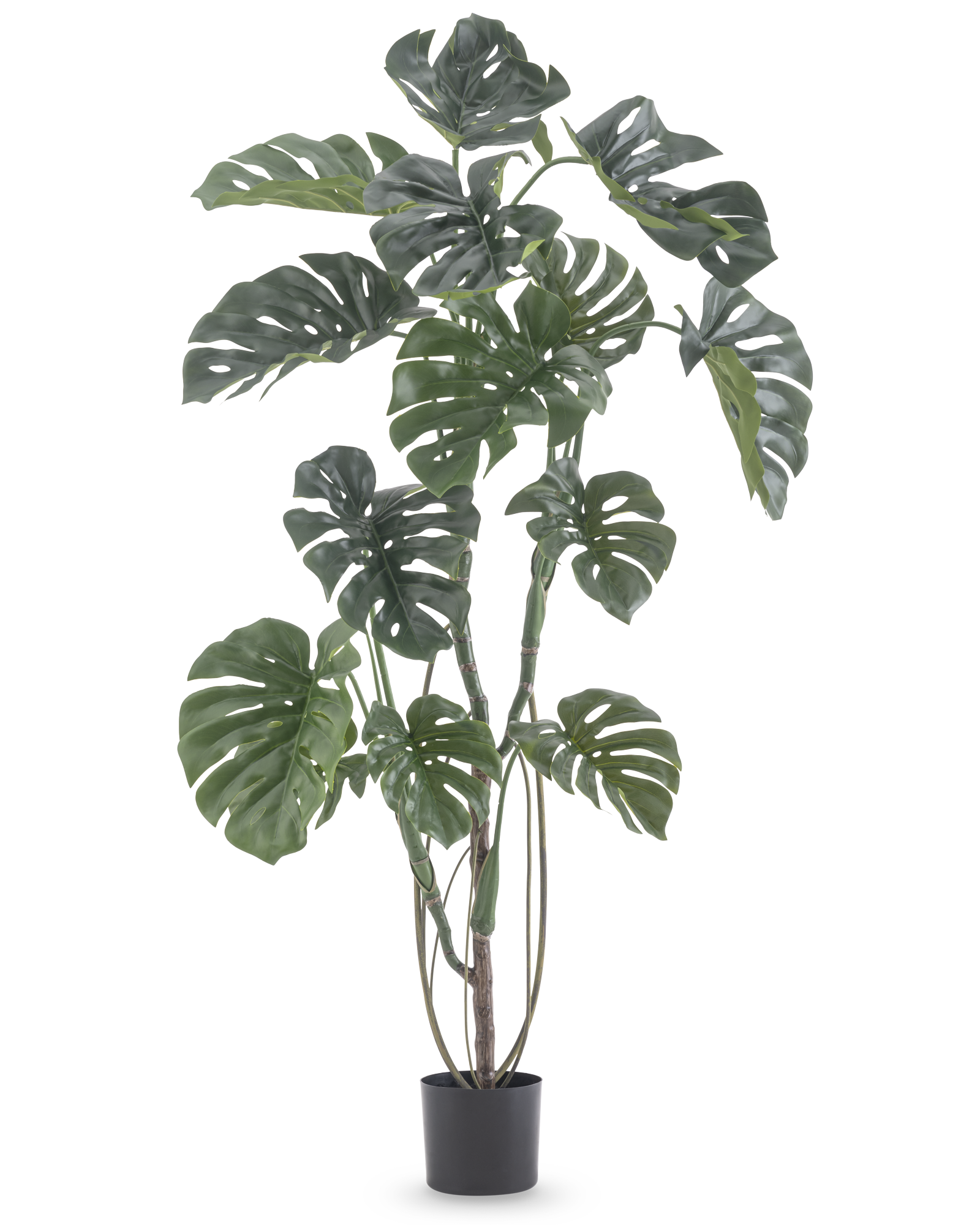 Vrijstaande productfoto van een grote kunst Monstera met donkergroene bladeren in een zwarte plantenpot.