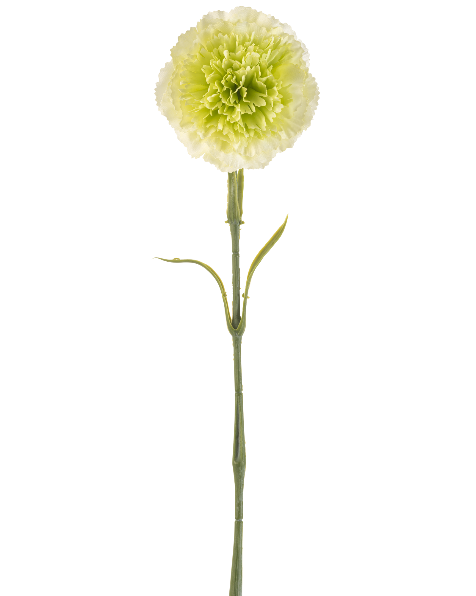 Professionele productfotografie van een lichtgroene anjer met volle bloem en lange groene steel, vrijstaand gefotografeerd op een witte achtergrond.