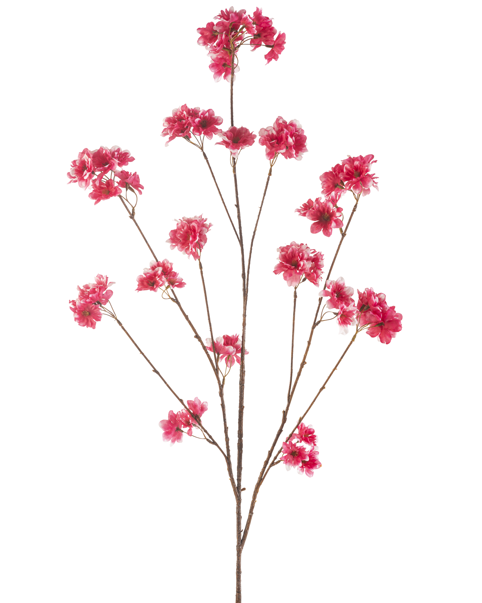 Professionele productfotografie van een lange kunst bloesemtak met felroze bloemen, vrijstaand gefotografeerd op witte achtergrond.