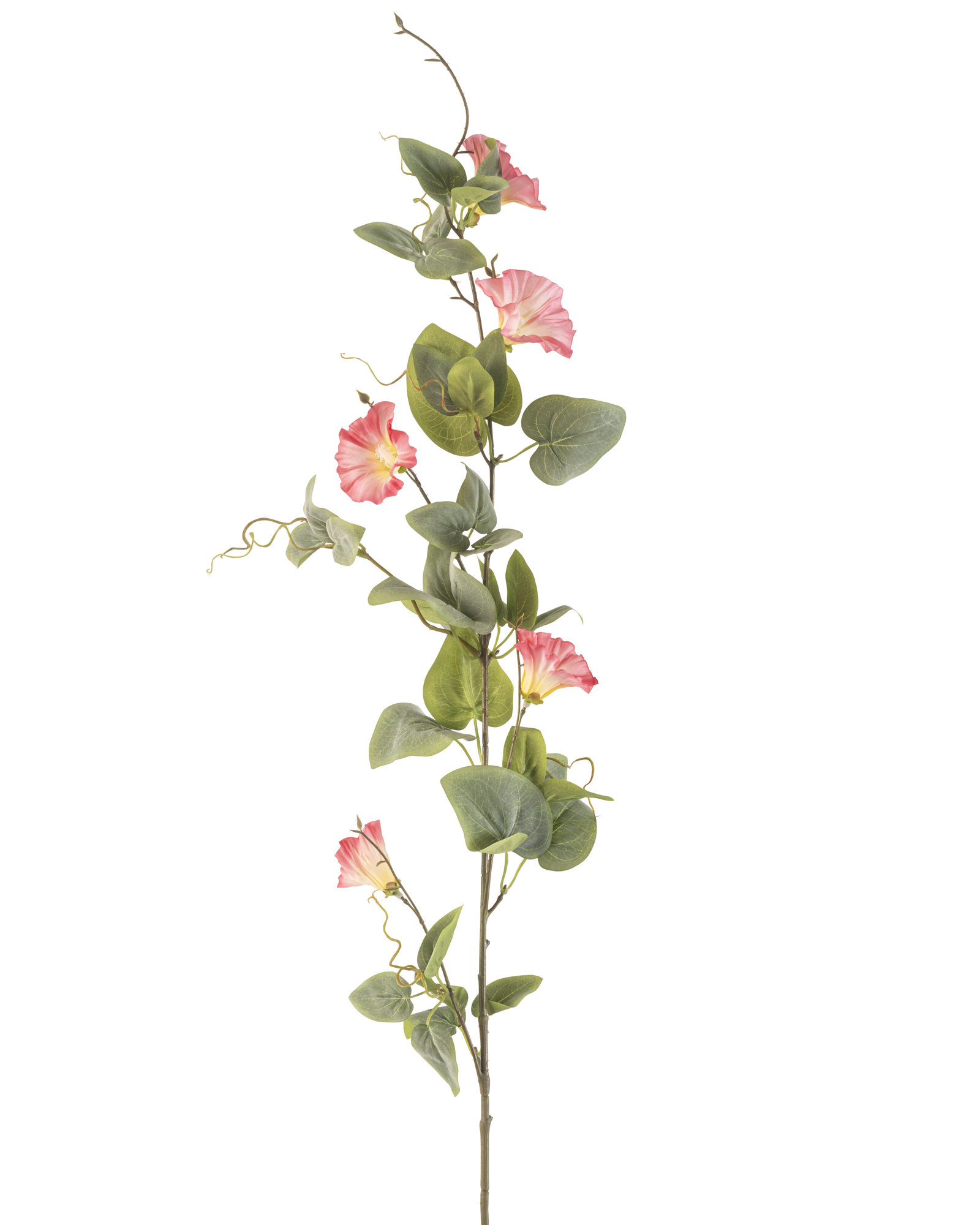 Vrijstaande productfoto van een kunst klimplant met groene bladeren en roze trompetbloemen op een witte achtergrond.