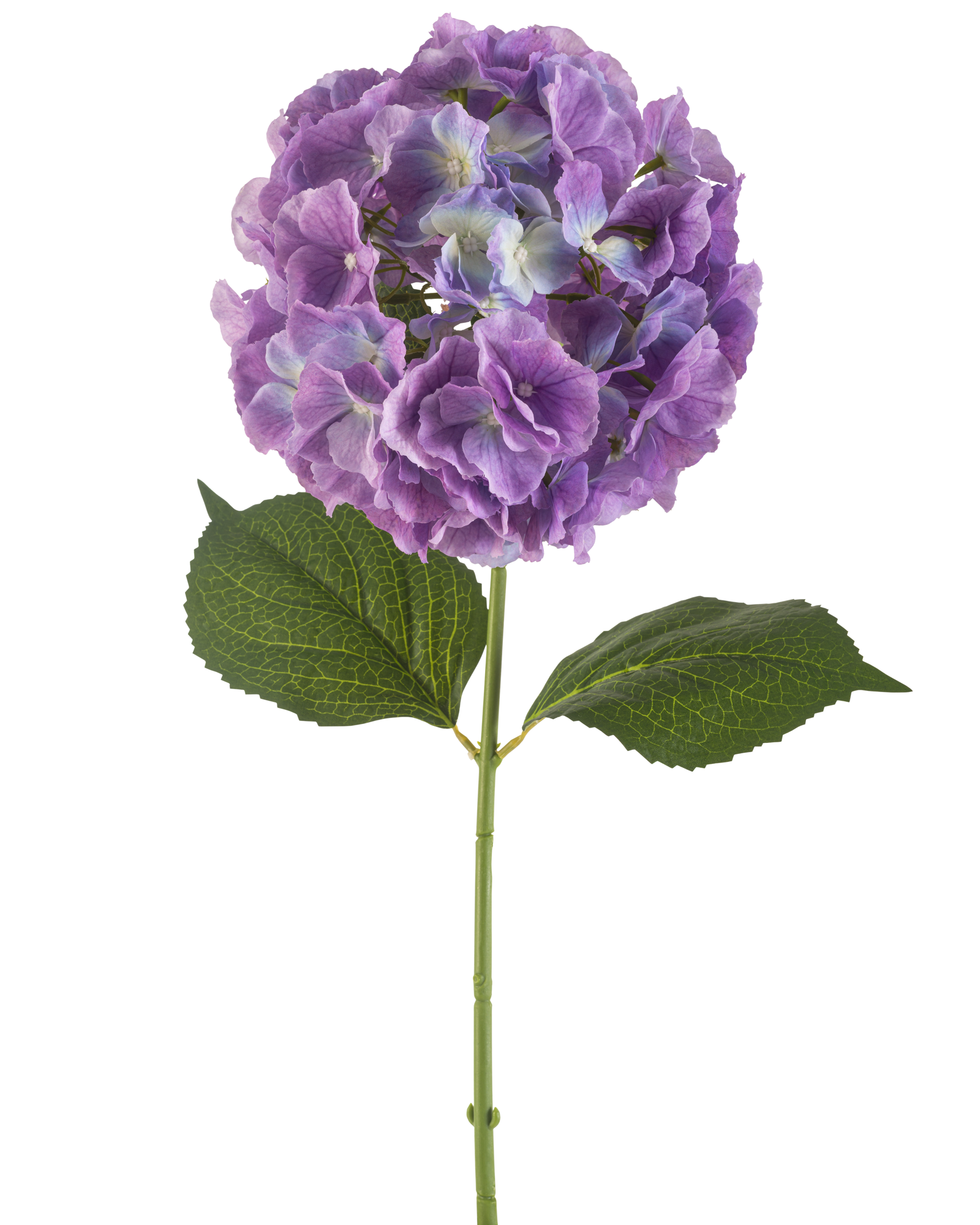 Professionele productfotografie van een paarse kunst hortensia met groene bladeren en lange steel, vrijstaand op wit.