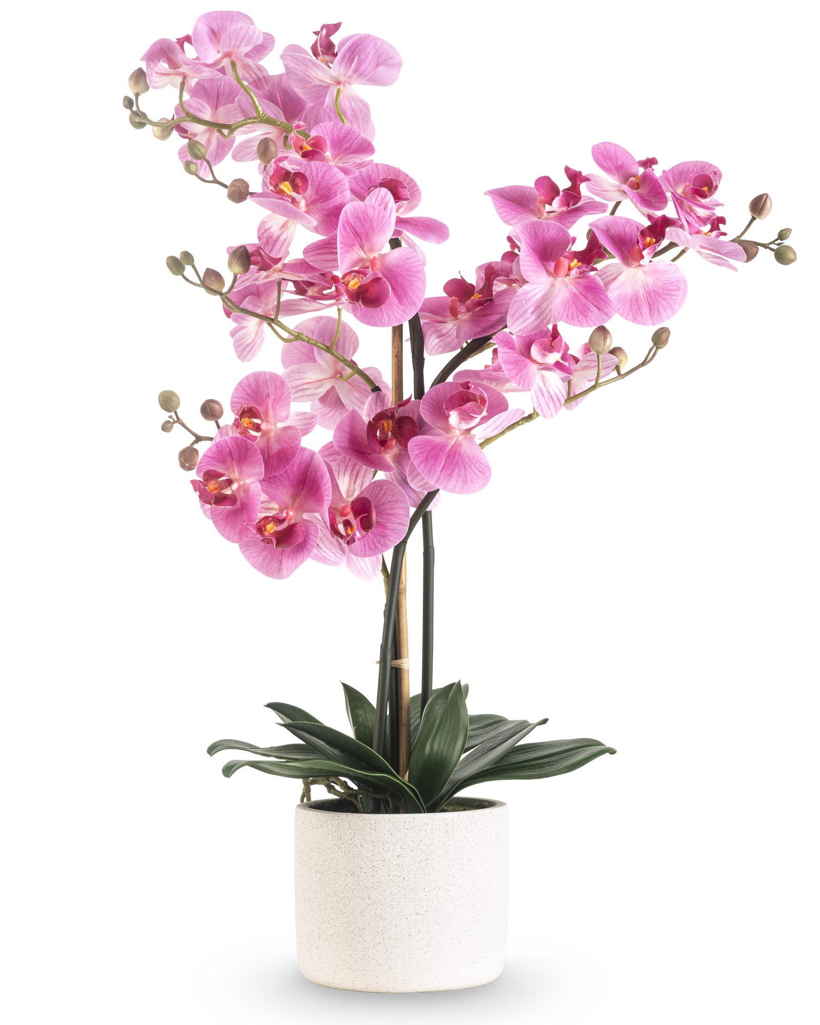 Vrijstaande productfoto van een luxe roze kunst orchidee met meerdere bloemtakken en groene bladeren in een lichte pot.