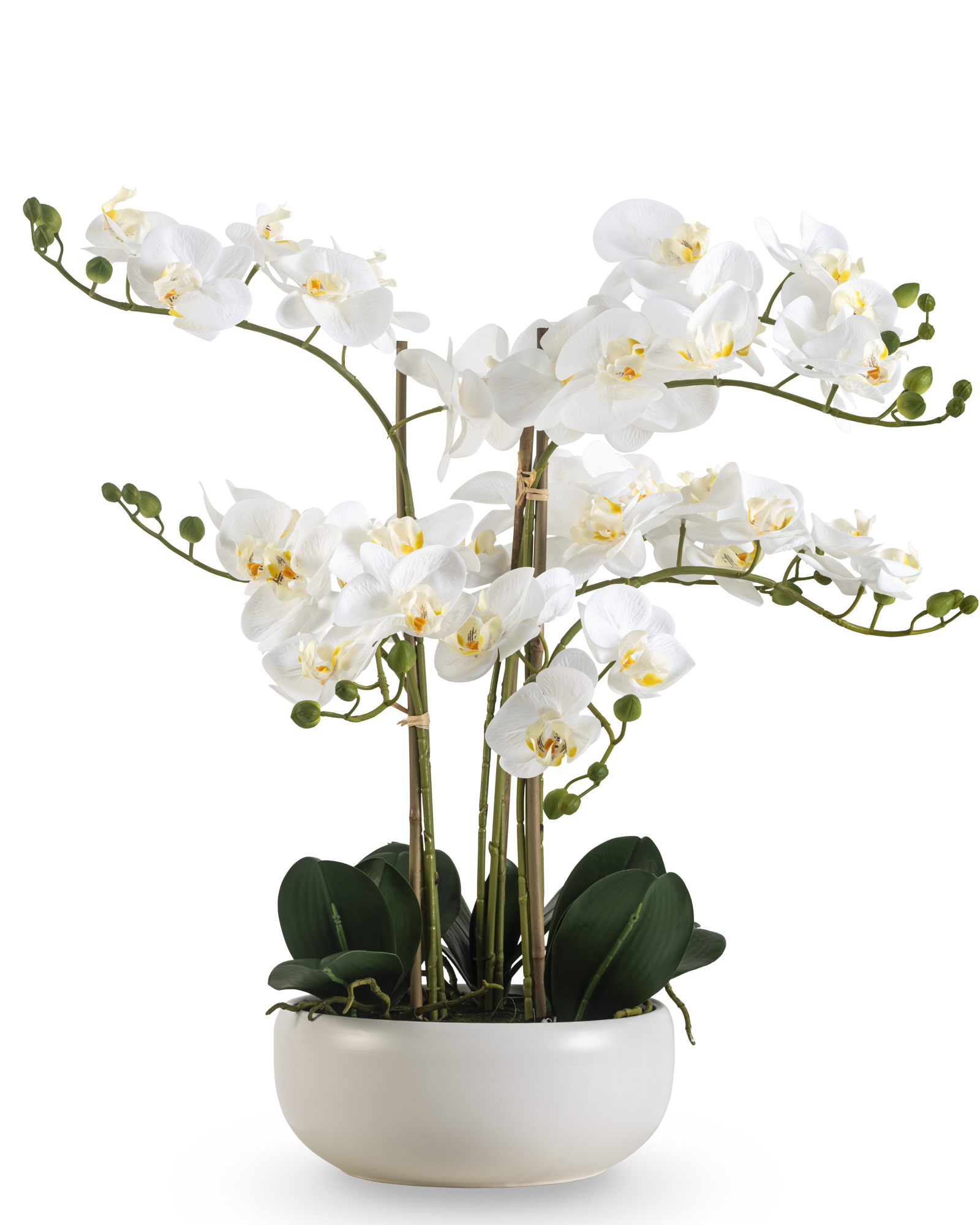 Professionele productfotografie van een grote witte kunst orchidee met meerdere bloemtakken in een moderne witte plantenpot.