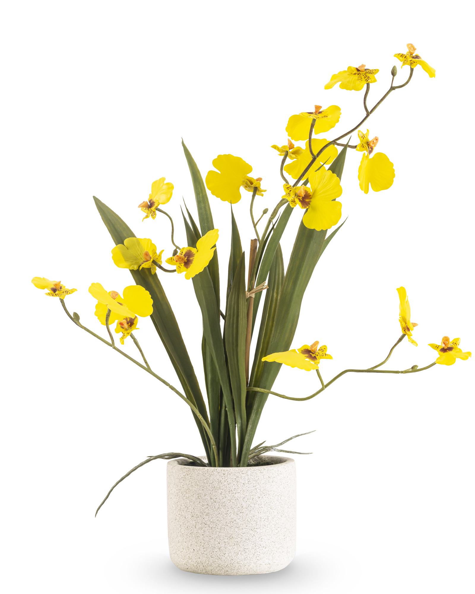 Professionele productfotografie van een gele kunst orchidee met meerdere bloemtakken en groene bladeren in een lichte plantenpot.