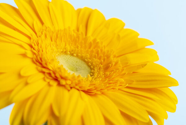 Macro productfotografie van een felgele gerbera met gedetailleerde bloemblaadjes tegen een lichtblauwe achtergrond.