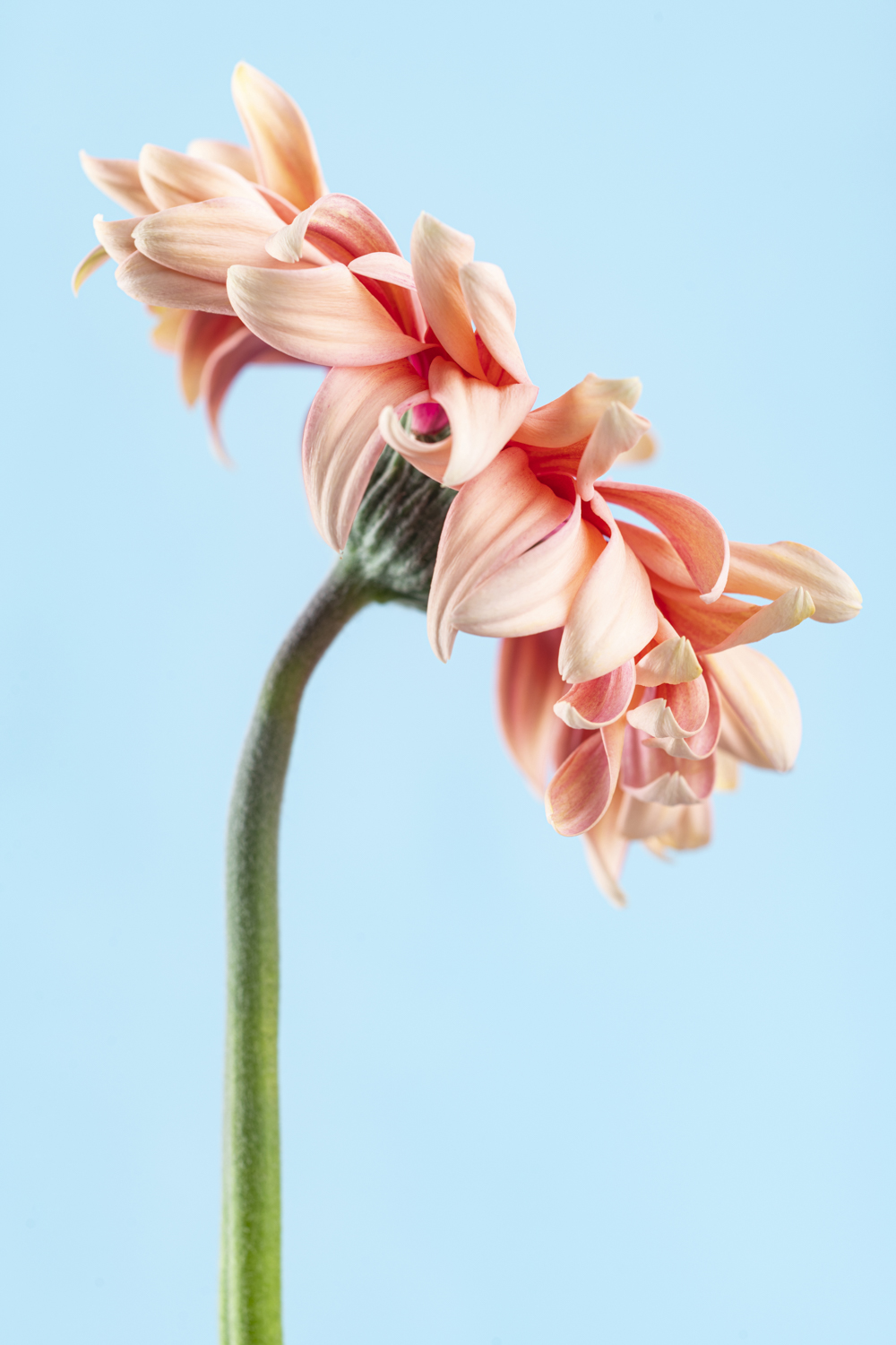 Creatieve bloemenfotografie van een zalmroze gerbera van opzij, met sierlijk gebogen steel tegen een lichtblauwe achtergrond.