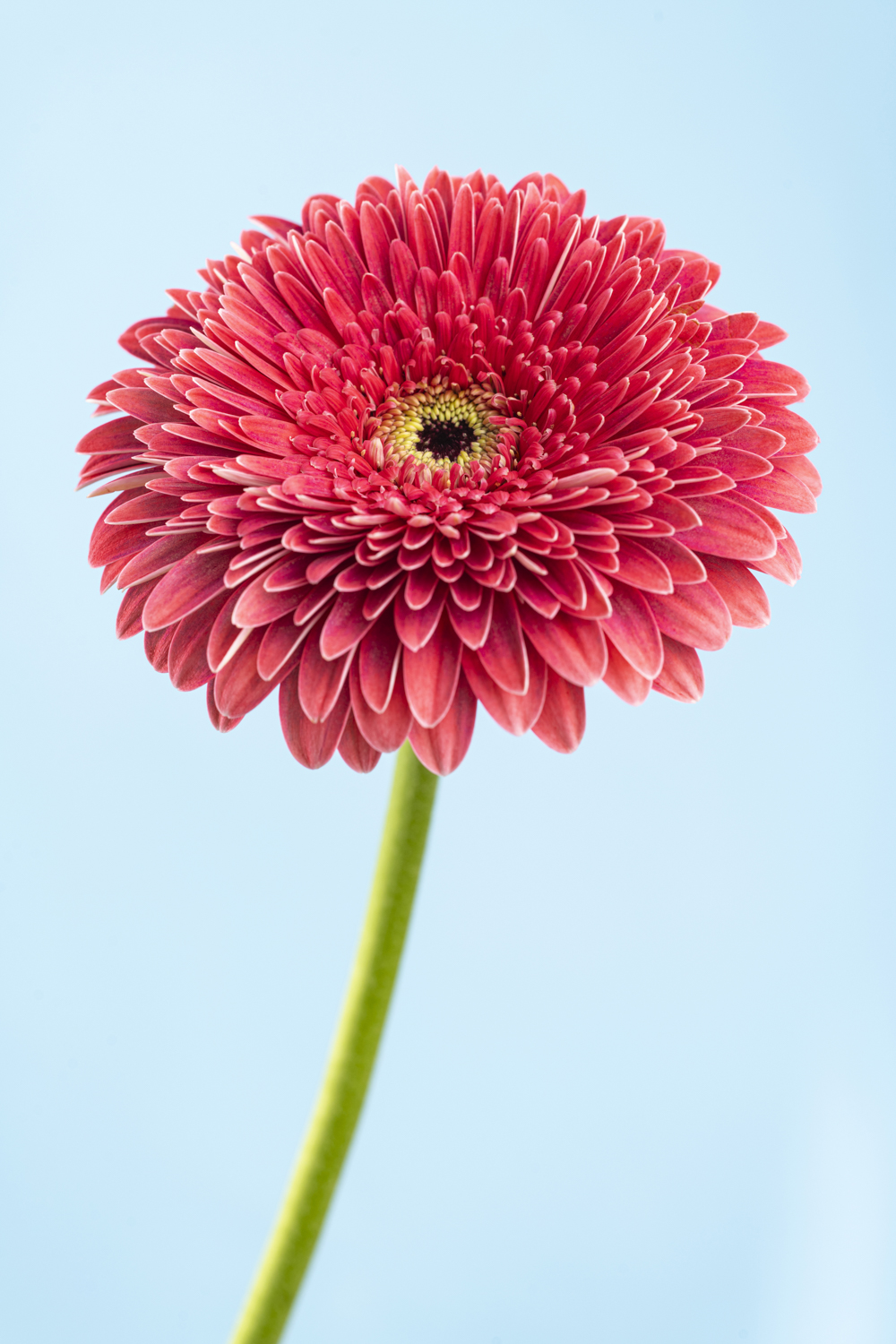 Professionele close-up productfotografie van een rode gerbera met gedetailleerde bloemblaadjes tegen een lichtblauwe achtergrond.