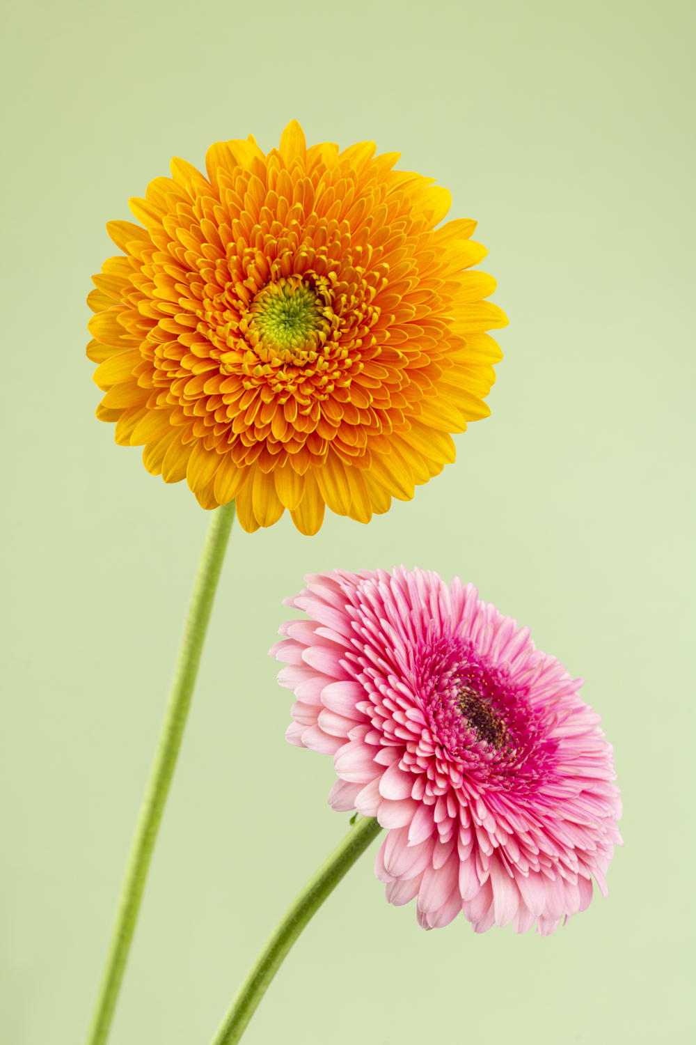 Studiofoto van een oranje en roze gerbera met lange groene stelen tegen een frisse lichtgroene achtergrond.