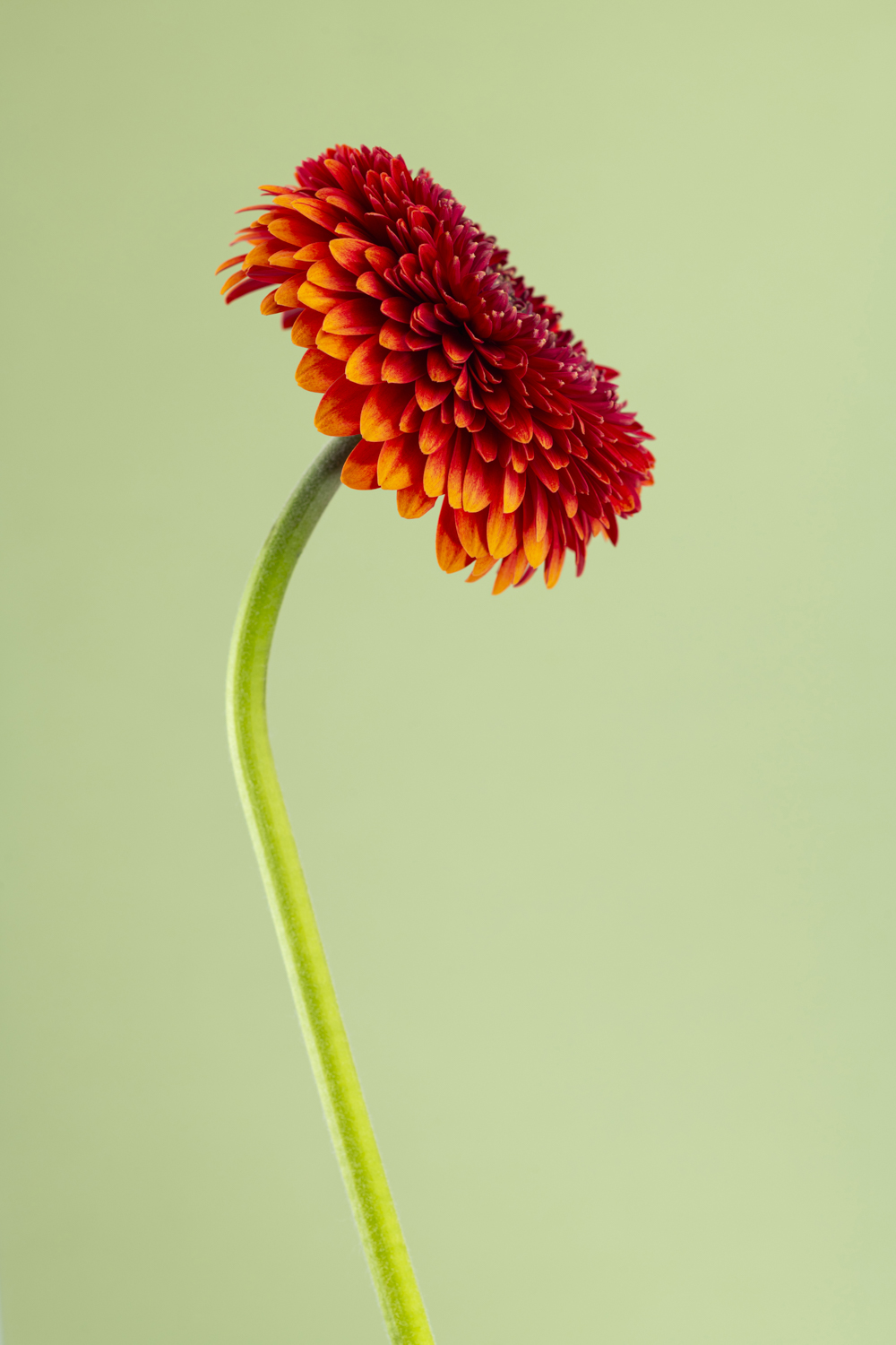 Professionele productfotografie van een rood-oranje gerbera van opzij, met gebogen groene steel tegen een lichtgroene achtergrond.
