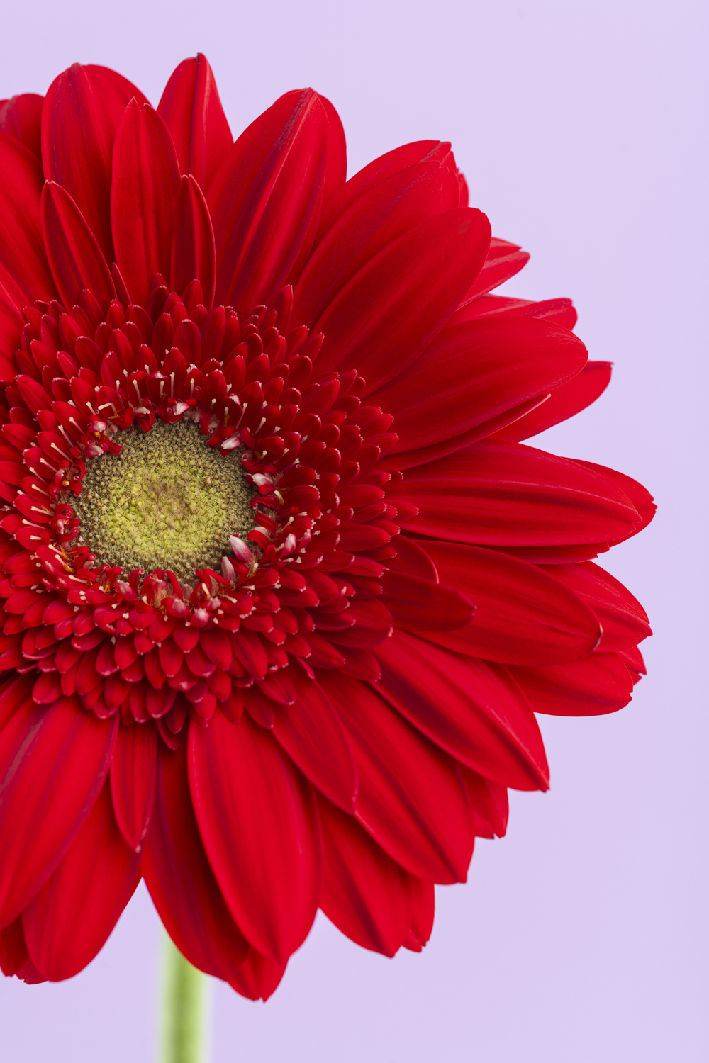 Macro bloemenfotografie van een rode gerbera met zichtbaar bloemhart en gedetailleerde bloemblaadjes tegen een lichtpaarse achtergrond.