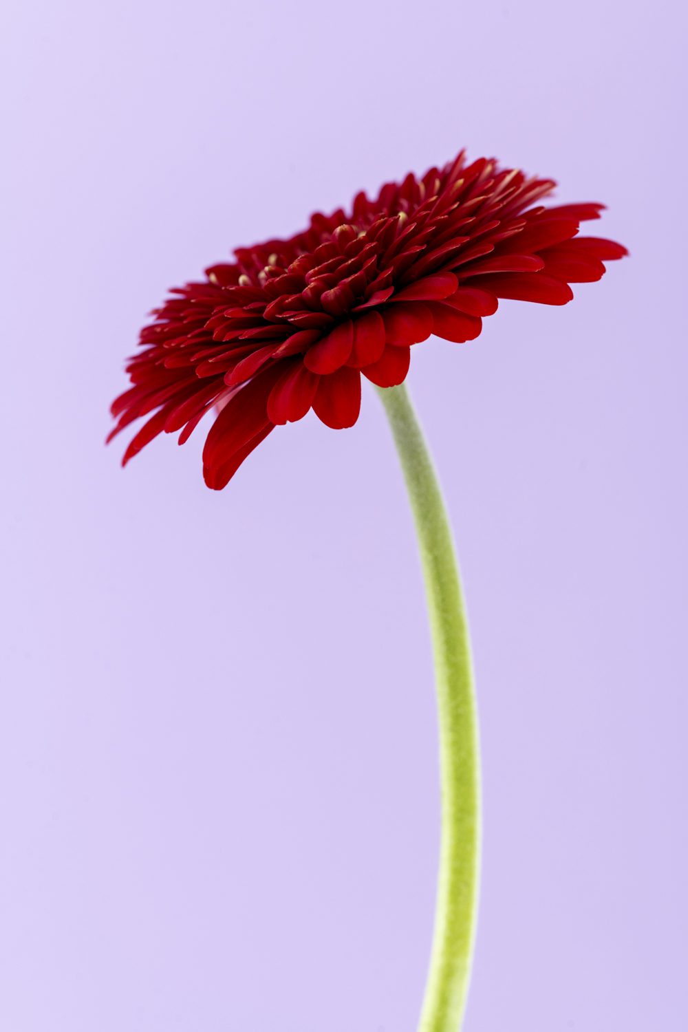 Professionele bloemenfotografie van een donkerrode gerbera van opzij, met lange groene steel tegen een lichtpaarse achtergrond.