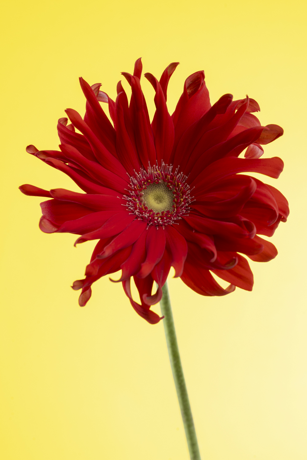 Creatieve bloemenfotografie van een rode gerbera met speelse gekrulde bloemblaadjes tegen een zonnige gele achtergrond.