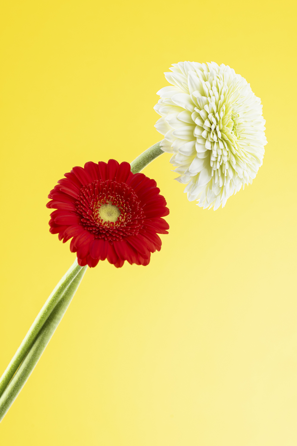 Creatieve bloemenfotografie van een rode en witte gerbera met gekruiste stelen tegen een frisse gele achtergrond.