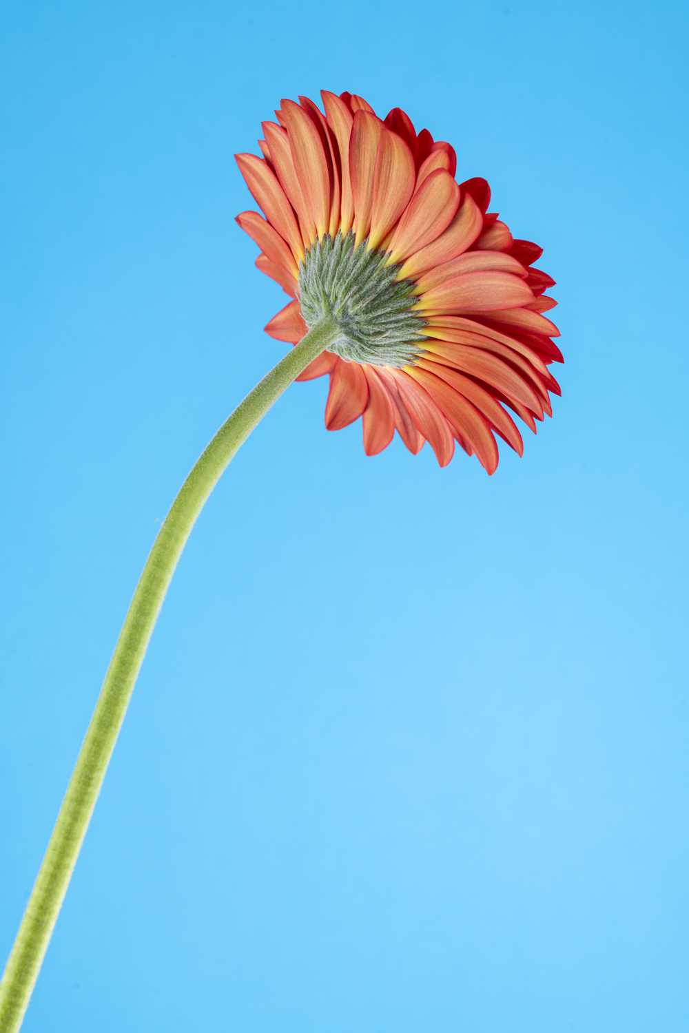 Creatieve bloemenfotografie van de achterkant van een oranje gerbera met gebogen groene steel tegen een helderblauwe achtergrond.
