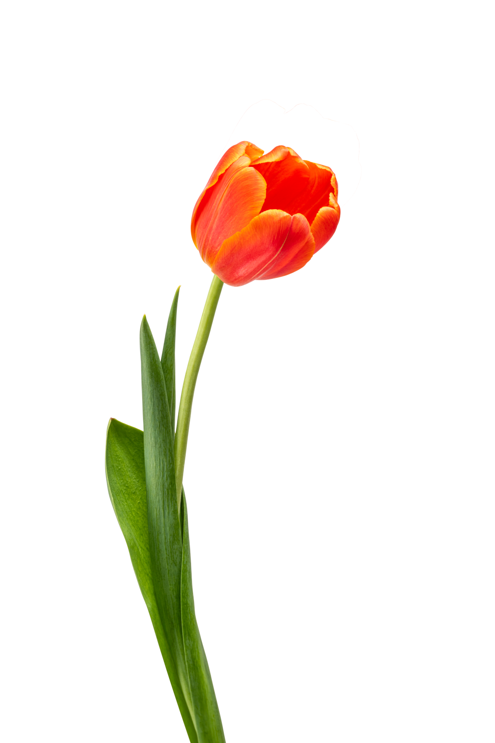 Professionele productfotografie van een oranje tulp met frisse groene steel en bladeren, vrijstaand gefotografeerd op een lichte achtergrond.